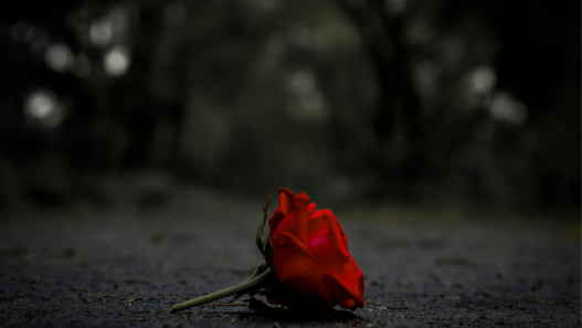 Rose rouge fanée posée sur le sol, symbolisant une histoire d’amour brisée et la désillusion liée aux arnaques sentimentales en ligne.