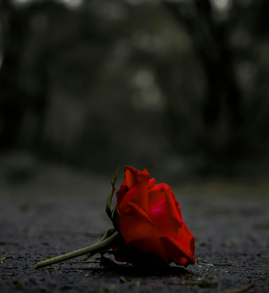 Rose rouge fanée posée sur le sol, symbolisant une histoire d’amour brisée et la désillusion liée aux arnaques sentimentales en ligne.
