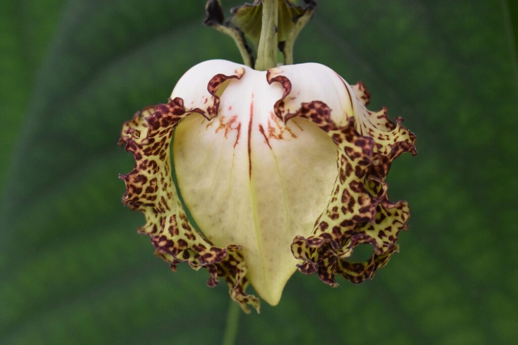 Fleur ouverte de Monodora myristica, de couleur crème avec des motifs brun-violet, observée sur fond végétal.