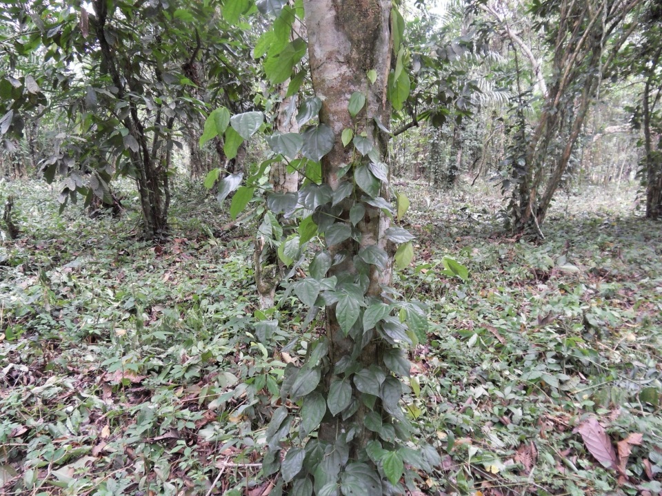 Liane de Piper guineense grimpant le long d’un tronc d’arbre dans une forêt tropicale, avec des feuilles vertes en forme de cœur.