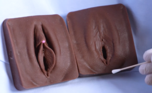 Modèles anatomiques de vulves montrant différentes configurations génitales féminines, utilisés à des fins de formation médicale et de recherche sur la sensibilité vulvo-clitoridienne.