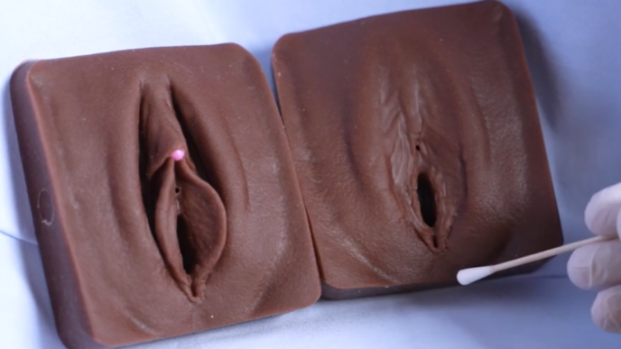 Modèles anatomiques de vulves montrant différentes configurations génitales féminines, utilisés à des fins de formation médicale et de recherche sur la sensibilité vulvo-clitoridienne.